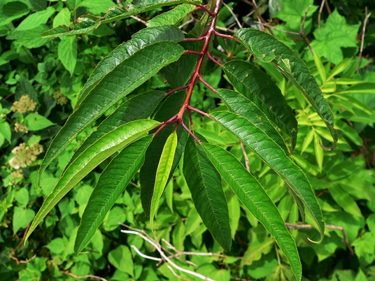 {Prunus pensylvanica}